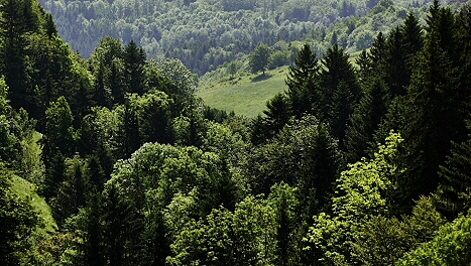 Wald Griffen Quelle_Sreenshoot