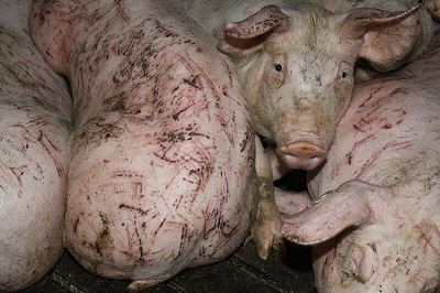Massentierhaltung, Schweinemast, Quelle: Screenshot